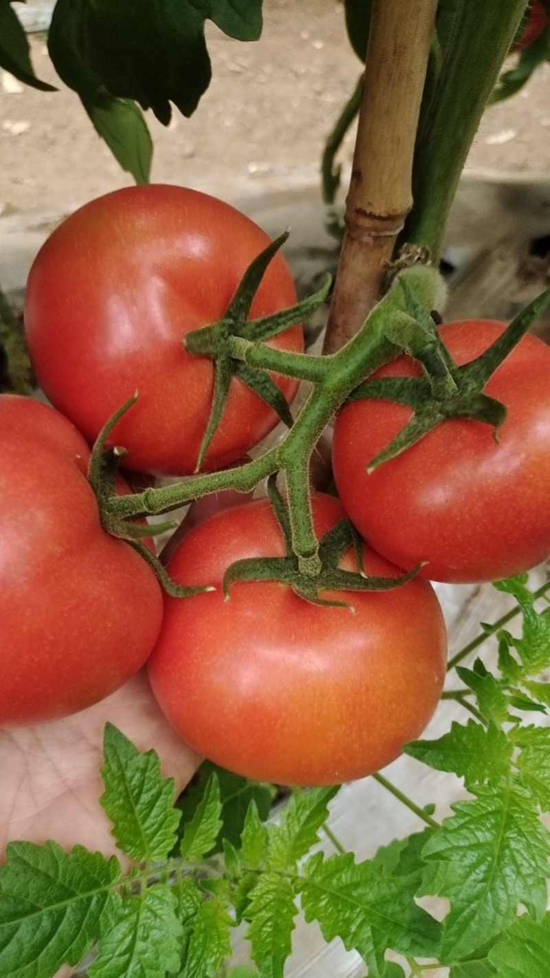 硬粉串果熟度刚好硬度可以耐运输储存口感软糯蜜蜂授粉接电商