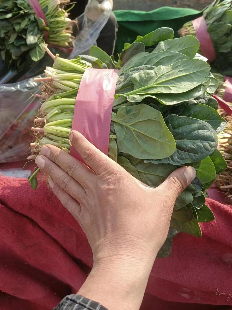 【大叶菠菜】河南菠菜精品菠菜产地现货，对接全国电商批发商