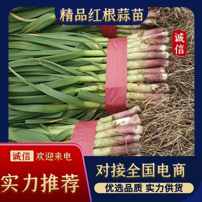 【红根蒜苗】河南红根蒜苗，大量现货，规格齐全，可视频看货