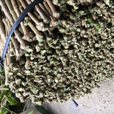 横州茉莉花枝条代购正品
