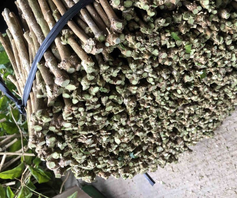 横州茉莉花枝条代购正品