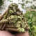 横州茉莉花枝条代购正品