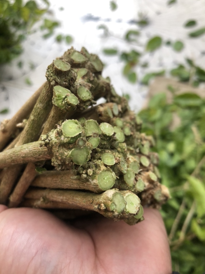 横州茉莉花枝条代购正品