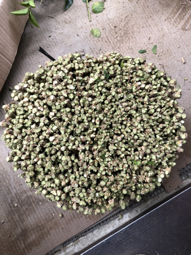横州茉莉花枝条代购正品