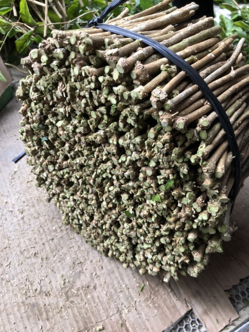 横州茉莉花枝条代购正品