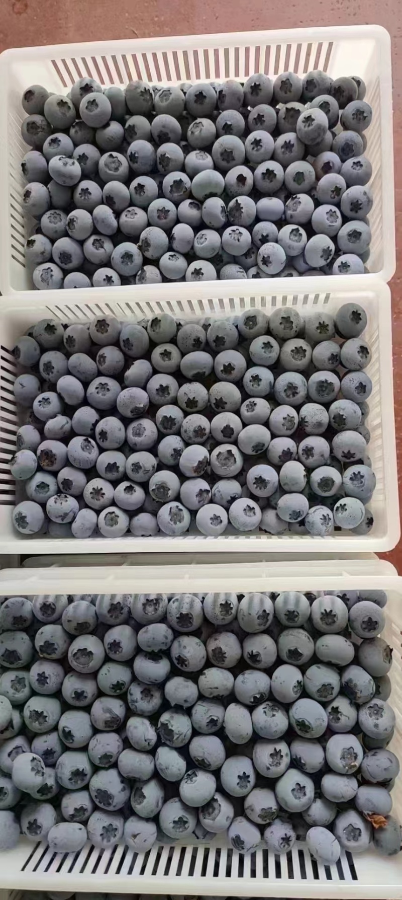 暖棚蓝莓