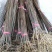 黄柏苗，正宗厚皮川柏苗，基地直发货，规格齐全，货源充足！