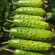 雪印吉星旱黄瓜种子，翠绿，大刺瘤，甜脆丰产，耐低温
