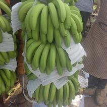 云南保山香蕉，耐运输耐保存，对接电商，商超，档口团购社区