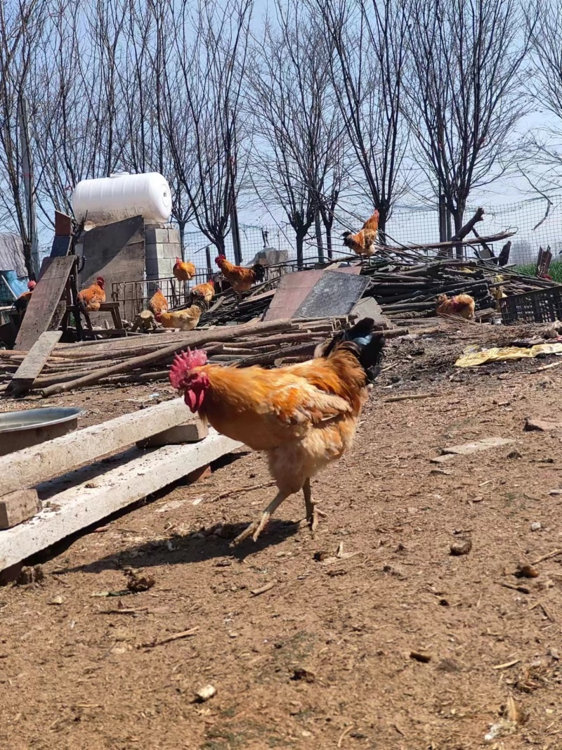 散养土鸡，老鸡，玉米喂养