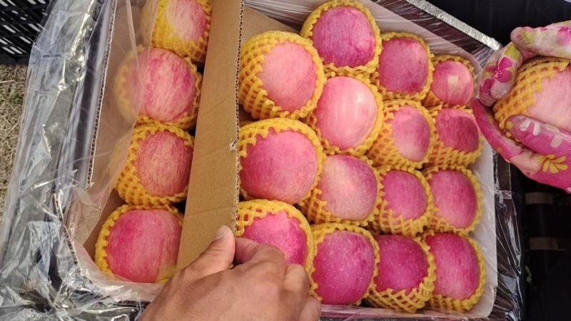山东沂源红富士苹果，规格品质齐全，货源充足，随到随装