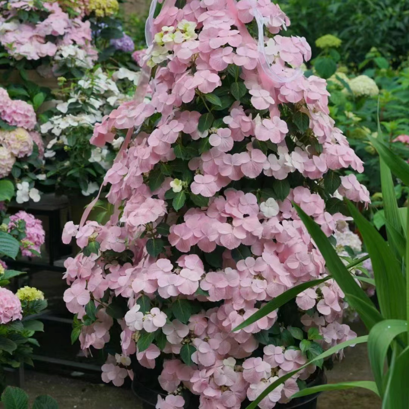 爬藤绣球花🎈落跑新娘、粉色、白色二个品种，流行庭园花卉