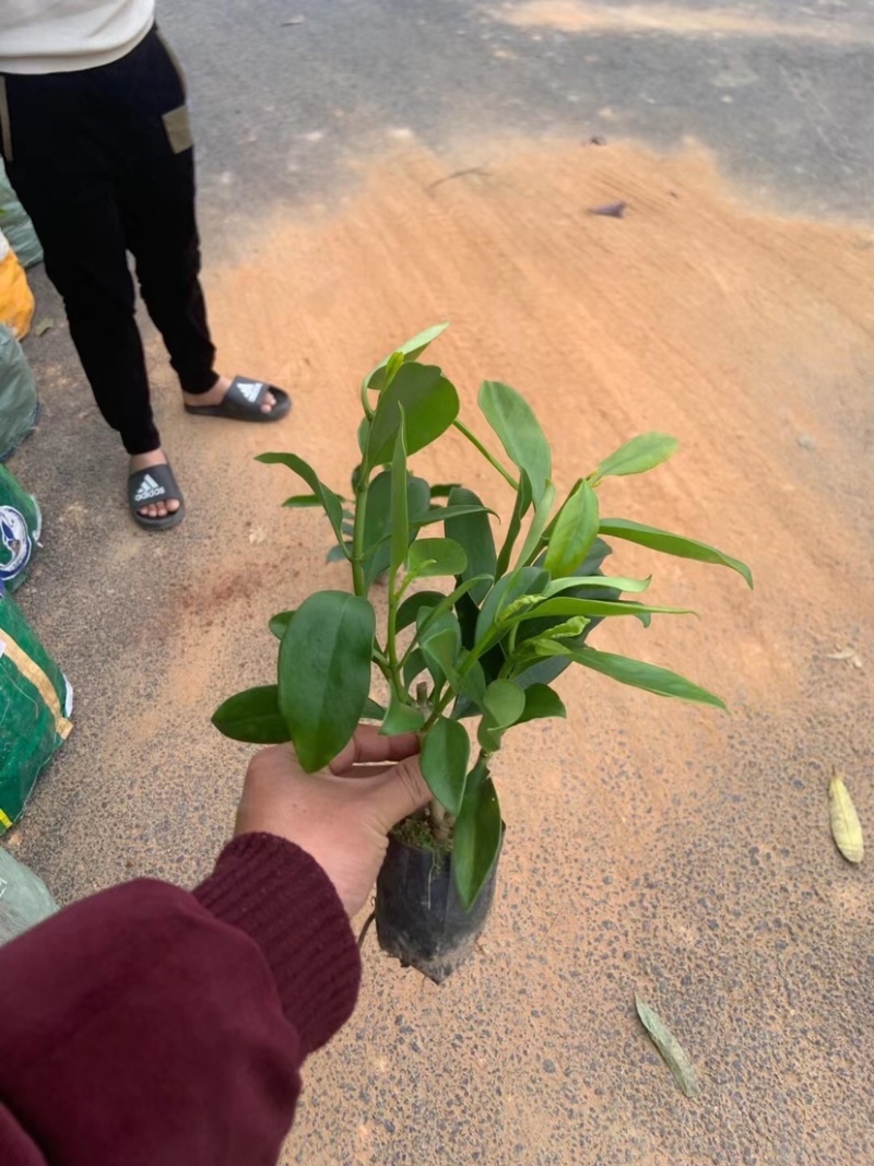 灰莉小杯中杯基地直销质量优质欢迎老板来电洽谈合作