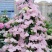 爬藤绣球花🎈落跑新娘、粉色、白色二个品种，流行庭园花卉