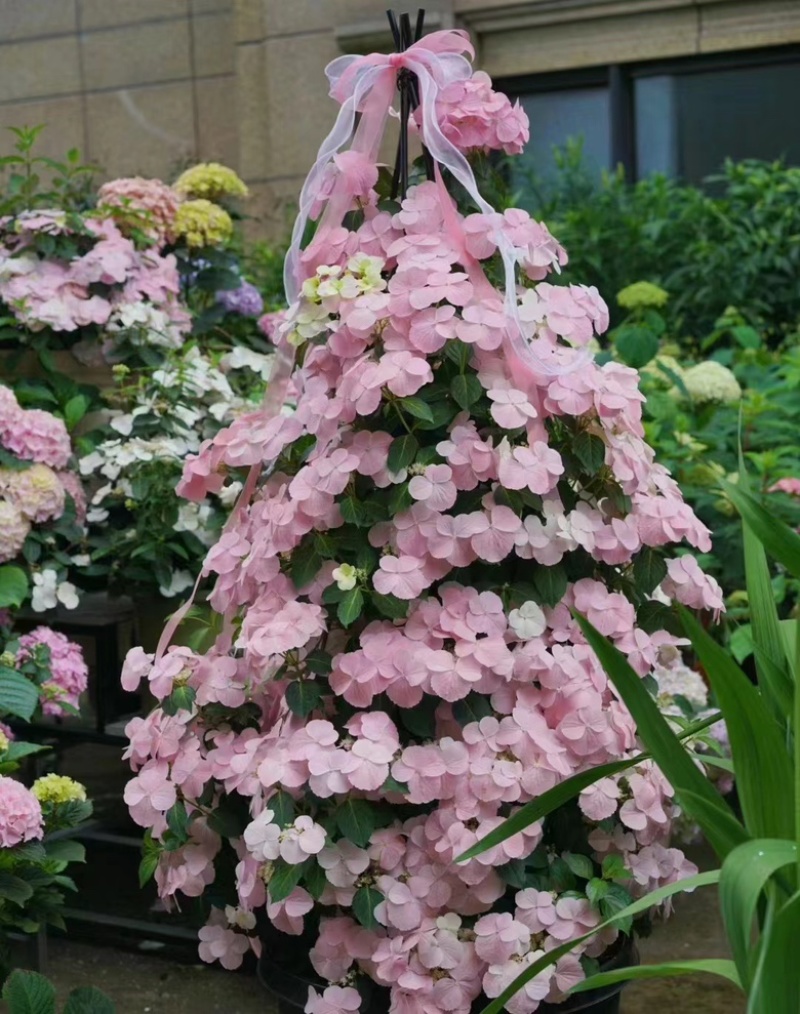 爬藤绣球花🎈落跑新娘、粉色、白色二个品种，流行庭园花卉