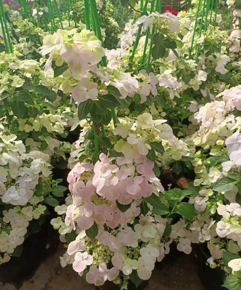 爬藤绣球花🎈落跑新娘、粉色、白色二个品种，流行庭园花卉