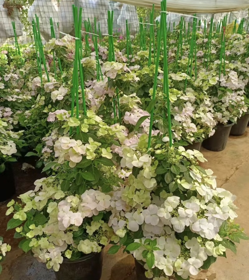 爬藤绣球花🎈落跑新娘、粉色、白色二个品种，流行庭园花卉
