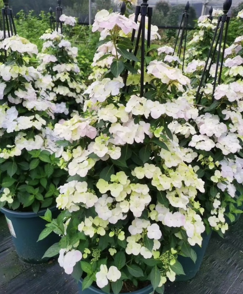 爬藤绣球花🎈落跑新娘、粉色、白色二个品种，流行庭园花卉