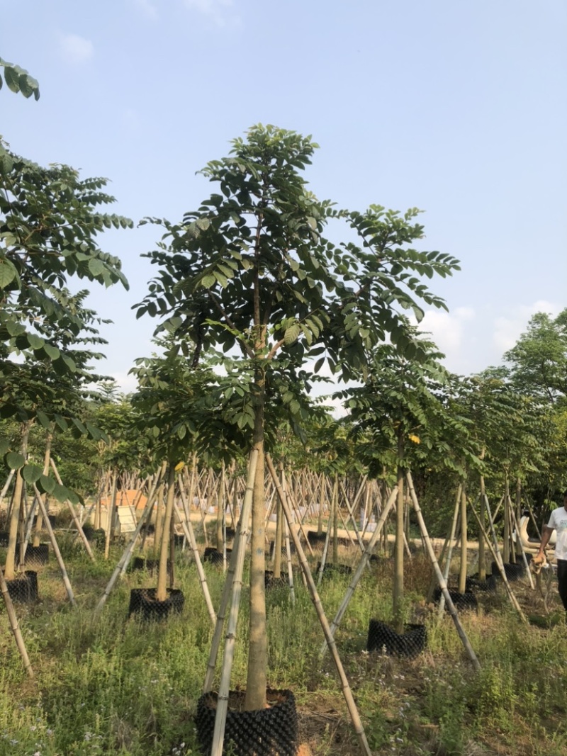 养冠火焰木基地直销规格齐全欢迎老板来电咨询合作