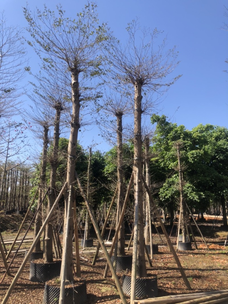 小叶榄仁基地直销规格齐全欢迎老板来电洽谈合作