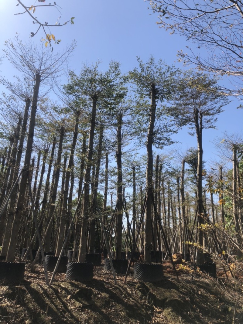 小叶榄仁基地直销规格齐全欢迎老板来电洽谈合作