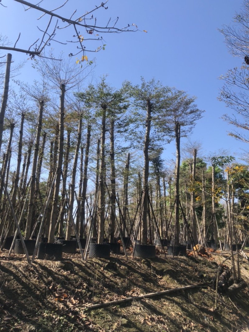 小叶榄仁基地直销规格齐全欢迎老板来电洽谈合作