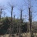 小叶榄仁基地直销规格齐全欢迎老板来电洽谈合作
