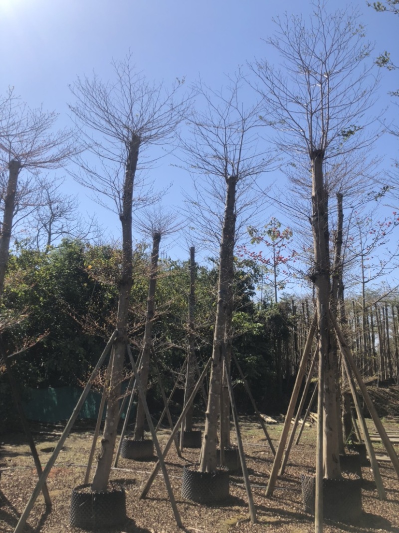 小叶榄仁基地直销规格齐全欢迎老板来电洽谈合作