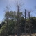 小叶榄仁基地直销规格齐全欢迎老板来电洽谈合作