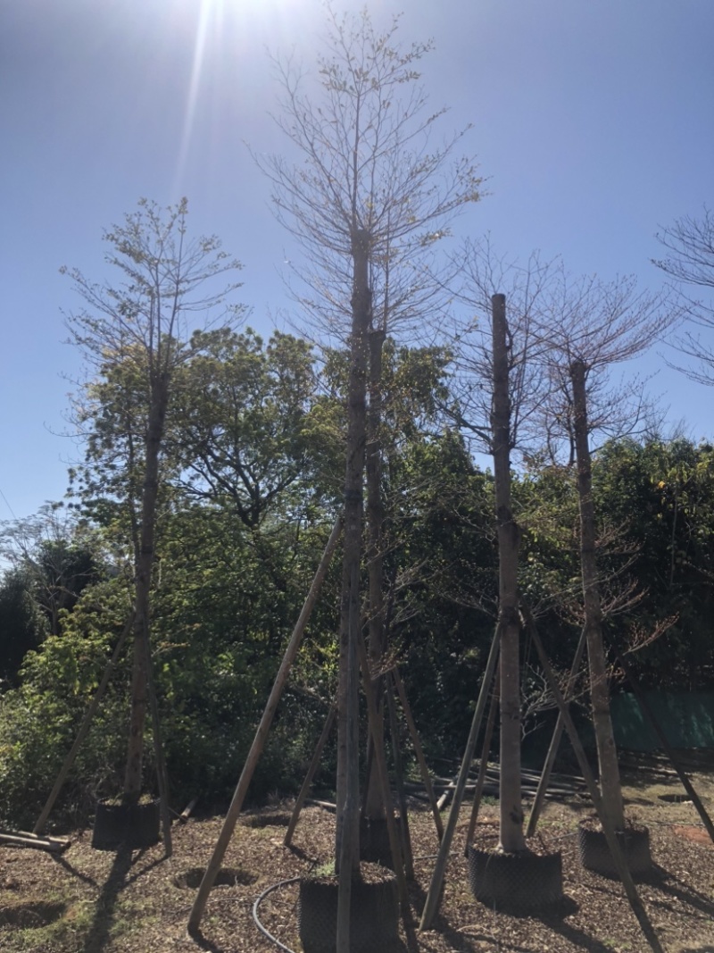 小叶榄仁基地直销规格齐全欢迎老板来电洽谈合作