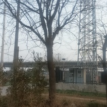 皂角树31公分以上农户门口一手货源随时实地考察