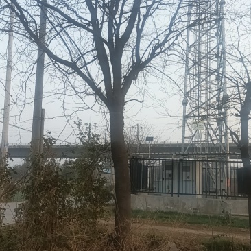 皂角树31公分以上农户门口一手货源随时实地考察