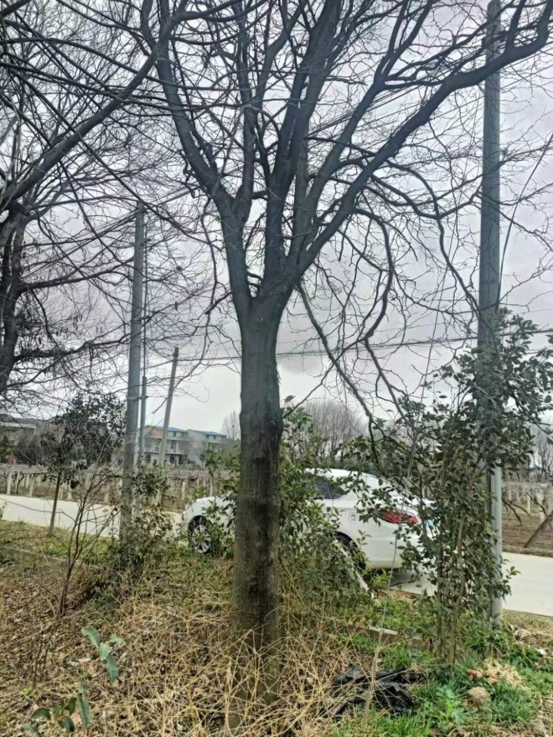 皂角树31公分以上农户门口一手货源随时实地考察