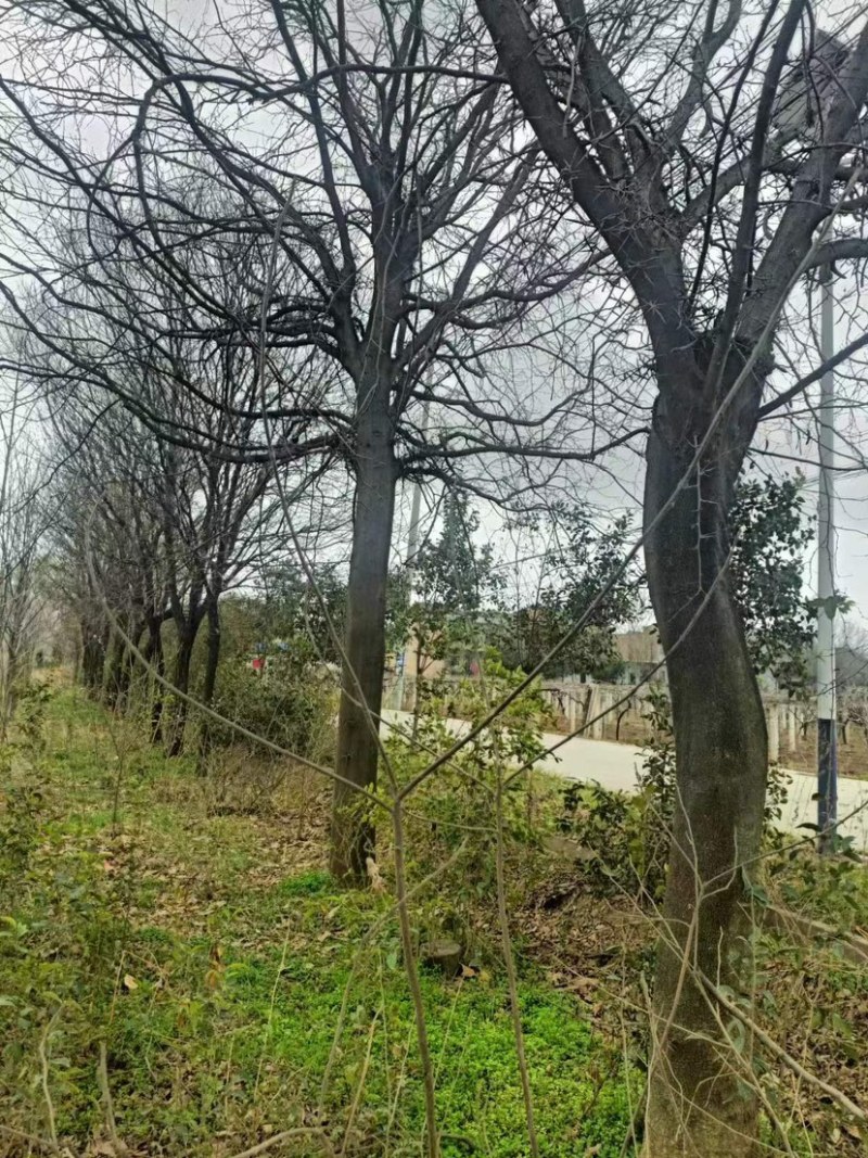 皂角树31公分以上农户门口一手货源随时实地考察