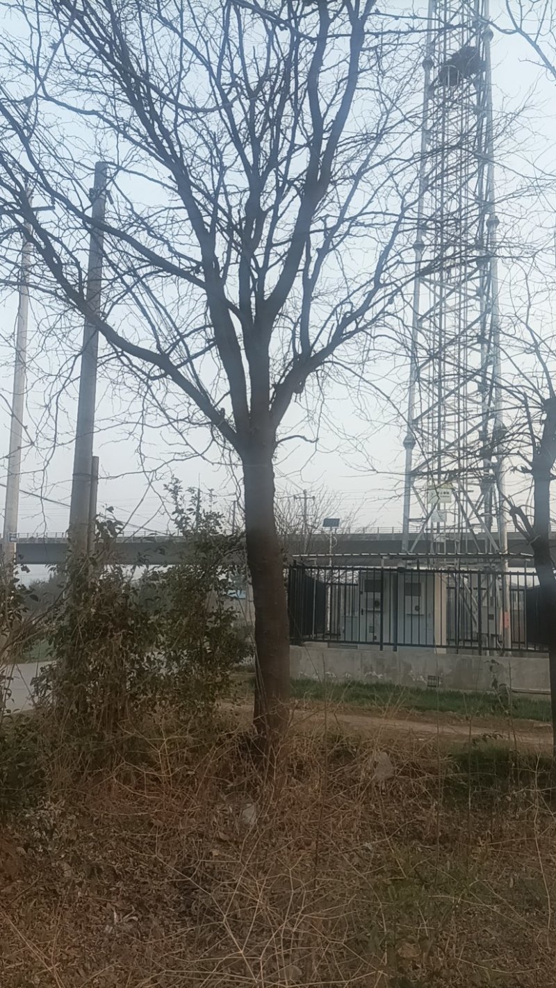皂角树31公分以上农户门口一手货源随时实地考察