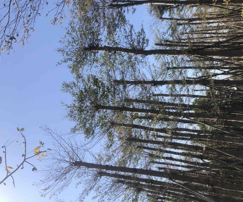 小叶榄仁基地直销规格齐全欢迎老板来电洽谈合作