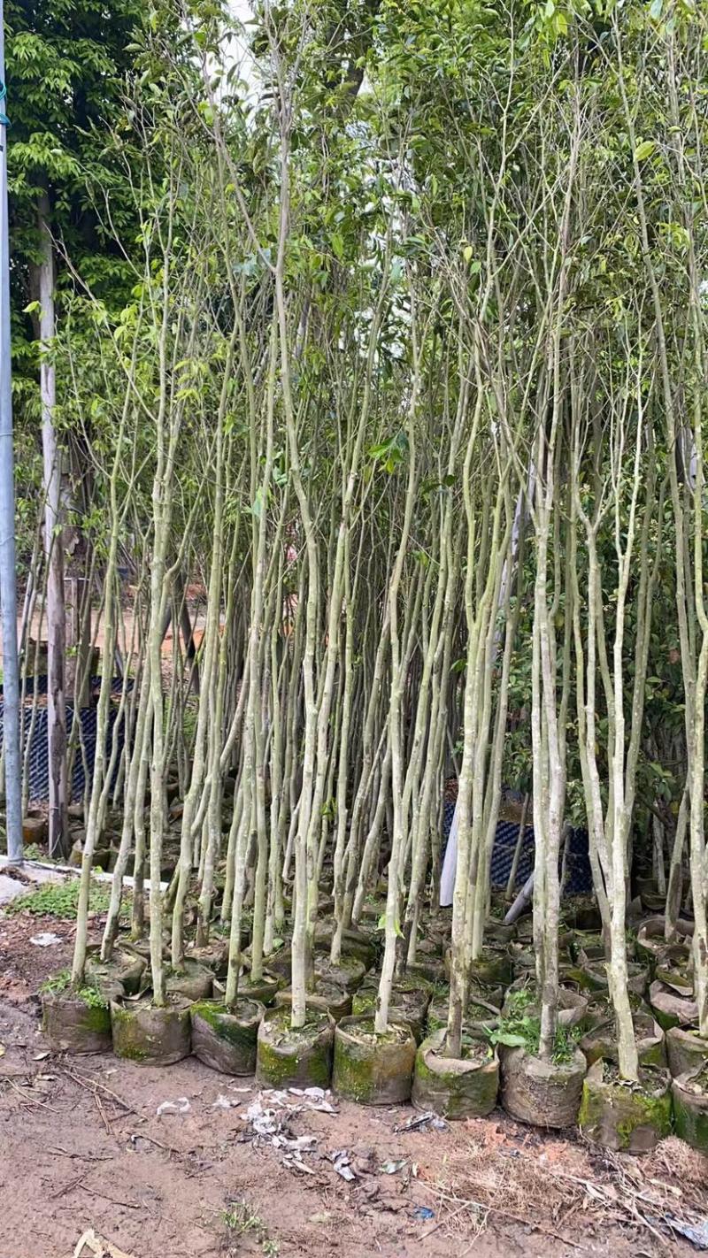沉香基地直销规格齐全欢迎老板来电洽谈合作