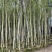 沉香基地直销规格齐全欢迎老板来电洽谈合作