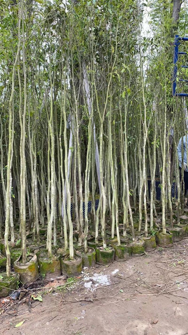 沉香基地直销规格齐全欢迎老板来电洽谈合作
