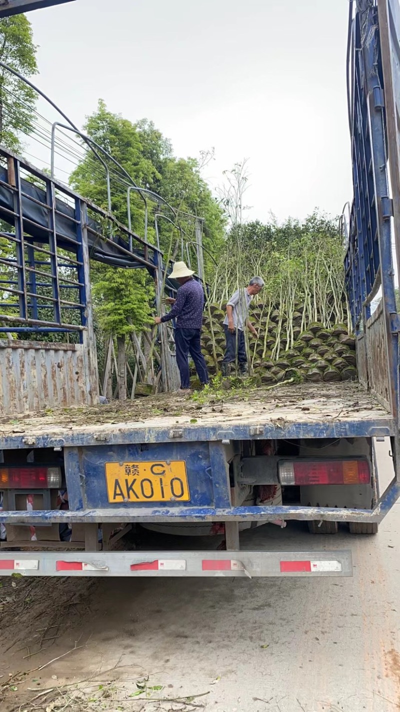 沉香基地直销规格齐全欢迎老板来电洽谈合作