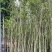 沉香基地直销规格齐全欢迎老板来电洽谈合作