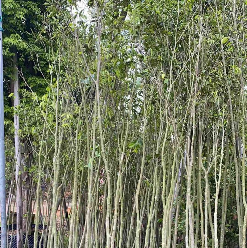 沉香基地直销规格齐全欢迎老板来电洽谈合作