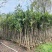 沉香树基地直销规格齐全欢迎老板来电咨询合作