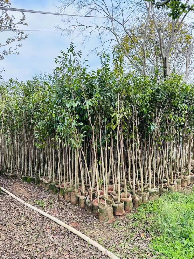沉香树基地直销规格齐全欢迎老板来电咨询合作