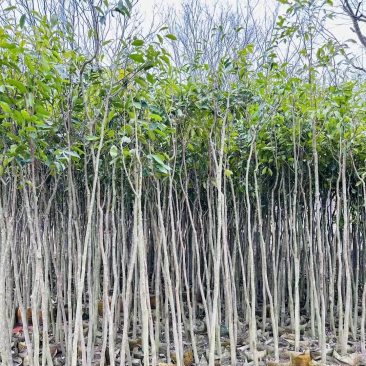 沉香树基地直销规格齐全欢迎老板来电咨询合作