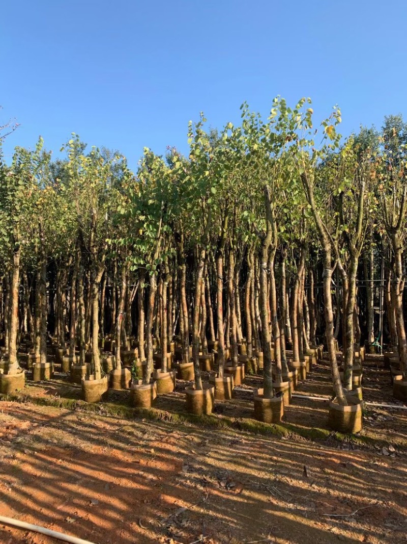 洋紫荆基地直销规格齐全欢迎老板来电咨询合作