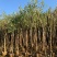 洋紫荆基地直销规格齐全欢迎老板来电咨询合作