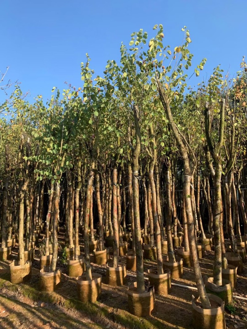洋紫荆基地直销规格齐全欢迎老板来电咨询合作