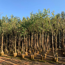 洋紫荆基地直销规格齐全欢迎老板来电咨询合作