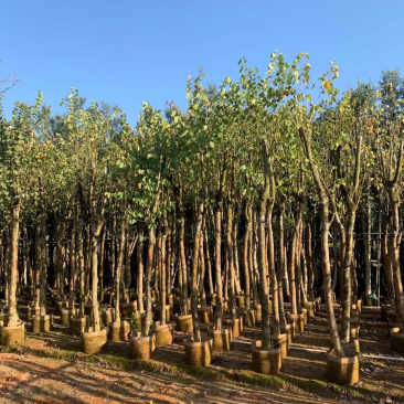 洋紫荆基地直销规格齐全欢迎老板来电咨询合作